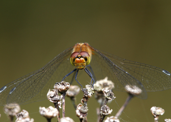 Gemeine Heidelibelle (Sympetrum vulgatum) - © Gernot Kunz